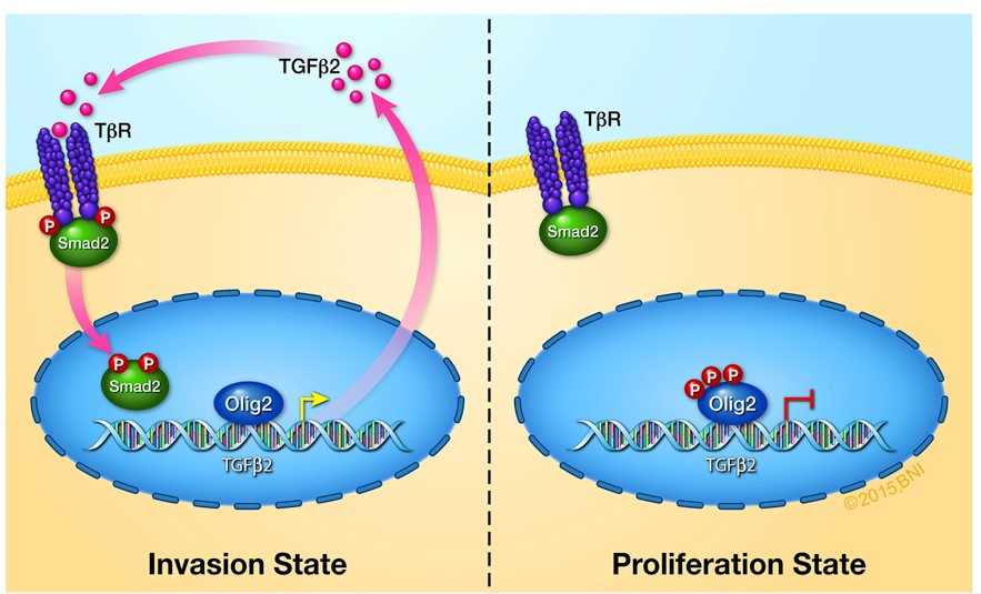 Model of Olig2 phosphorylation-dependent glioma invasion.jpg